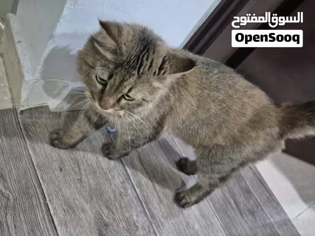 قط للتبني فترة الصيف