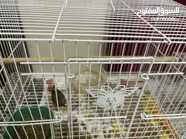 Australian Zebra finch and 2 Parrots for sale both come with separate cage