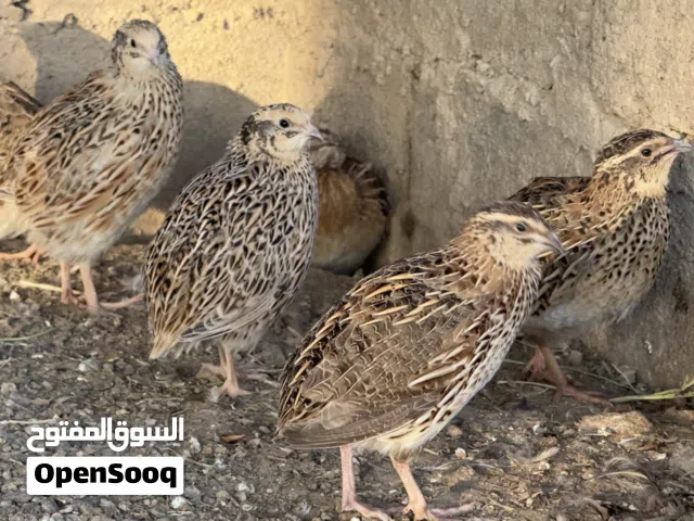 للبيع طيور سمان بالجملة