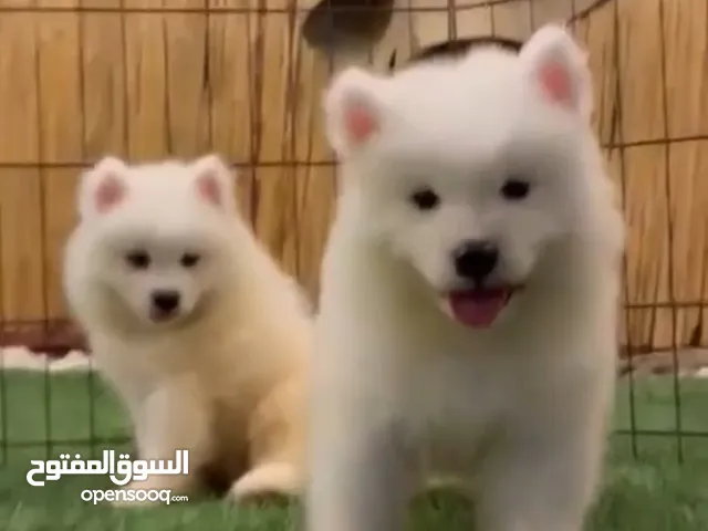 كلب سامويد ذكر