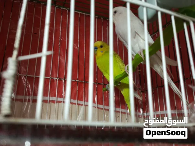 جوزين طيور حب للبيع اقراء الوصف ضروري