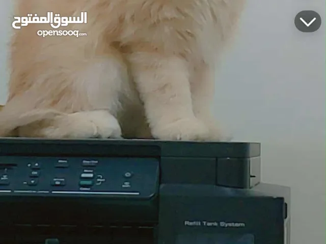 قط شيرازي ذكر عمر سنه