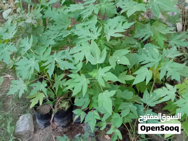 شتلات المانجو الفيفاي والتين الشوكي