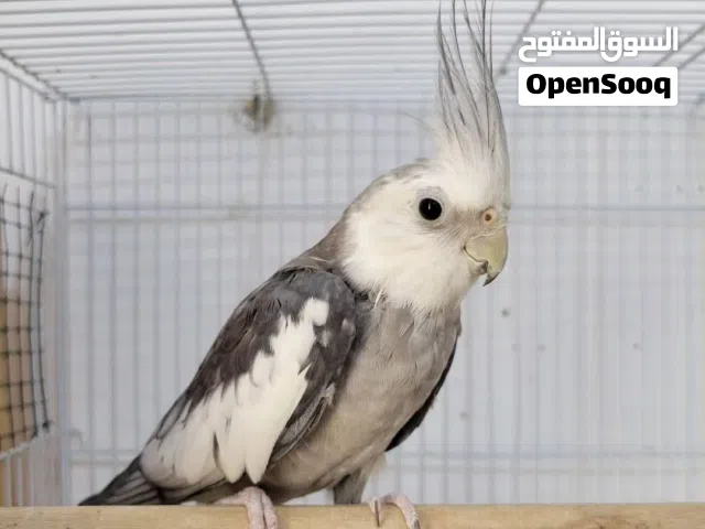 كوكتيل وايت فيس محجل ذكر