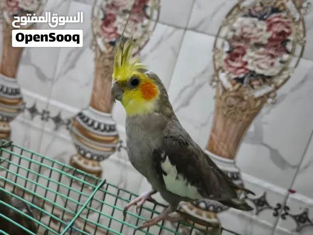 زوج كوكتيل حبشي النثيه صحراويه شرط التزاوج والإنتاج هنه وقفصهن السعر 75 الف