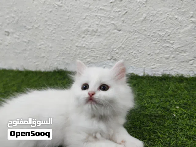 قطط مكس شيرازي مع سكوتش فولد