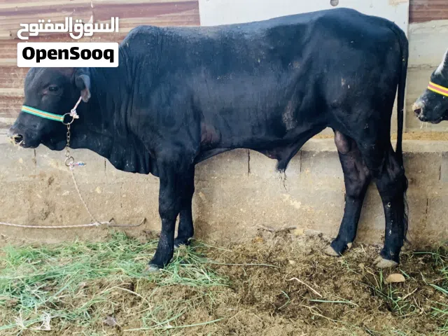 عجل سمين وحلو معلوف براسه سعره 2,500 الف مكاني بصره شط ألعرب الكباسي