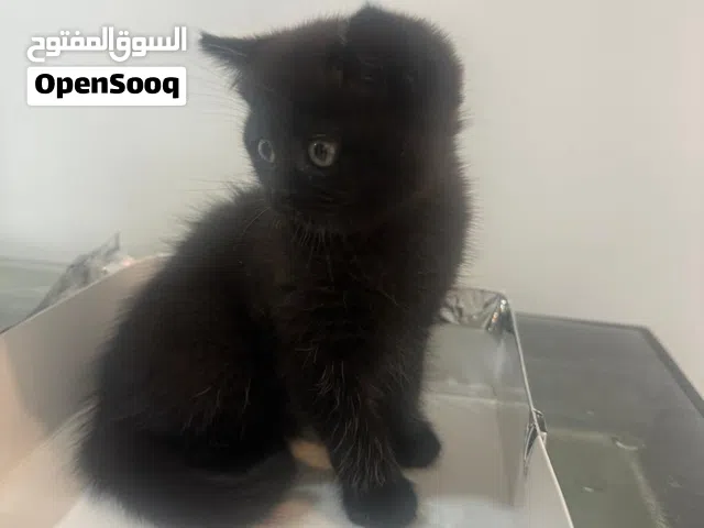 NY25 & BRITISH SHORT HAIR KITTEN