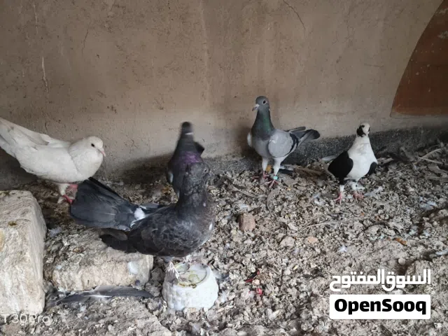 حمام للبيع شلعه وحده الزوج ب5   حمام للبيع شلعه وحده الزوج ب5