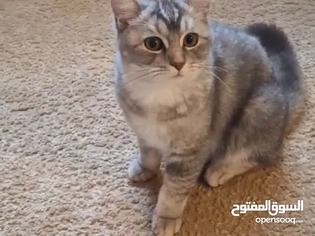 قط سكوتش ذكر للتبني ليس للبيع Scottish Fold Cat for Adoption Not for sale