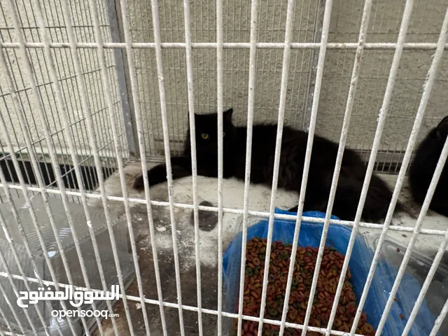 القطط للبيع اليفات جدا واللون الاسود ذكر اثنين ذكر وواحد انثى