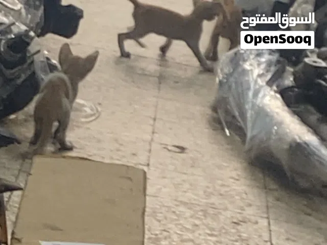 3 cats without mother