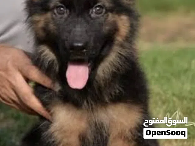 اريد كلب جيرمن