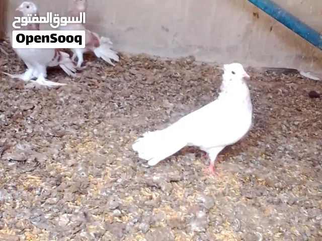 حمام للبيع ..........