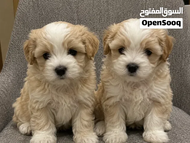 Maltipoo Puppy
