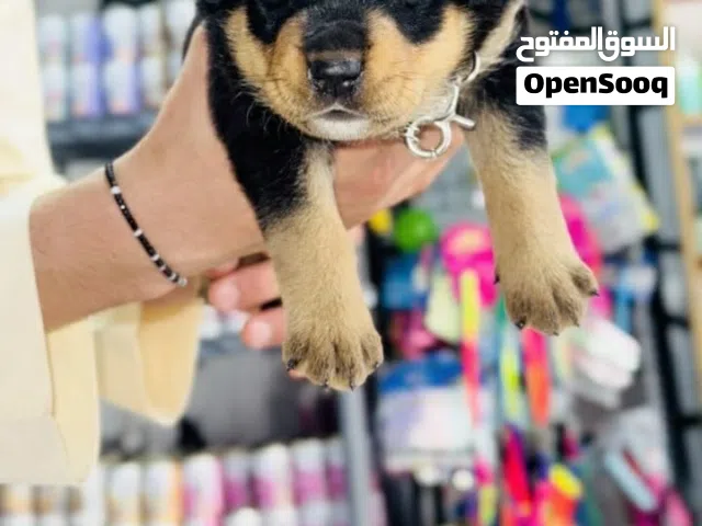 جرو روت وايلر بسعر مناسب