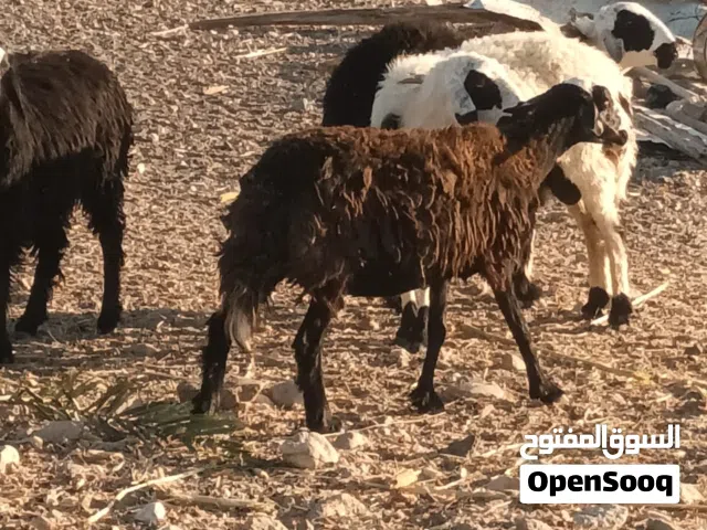 جاعده تهجين سوداني