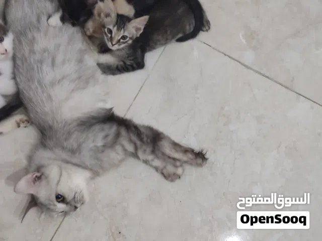 للتبني  قطه فارسيه و 3 من عيالها adoption