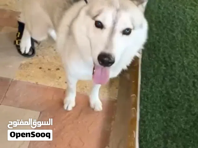كلب هاسكى عمره سنه مطلوب 1500