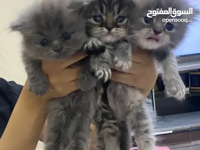 قطط للبيع بالخبر