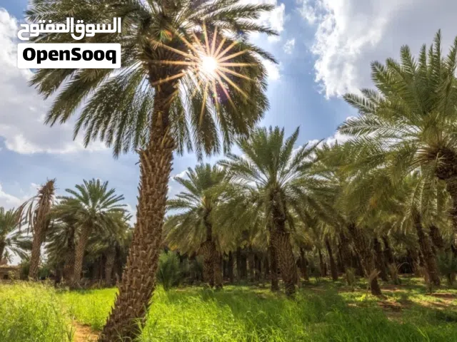 مزرعه لاستطناء نخيل وعديد م الاشجار