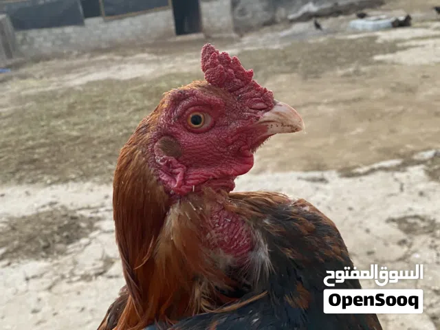 ديك بكستاني سندي ع ميوالي