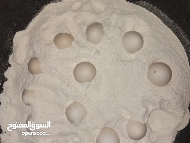 بيش دجاج عرب