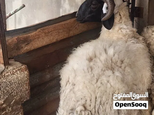 خروف للبيع وطني