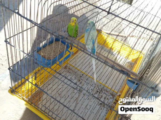 ذكر سماوي في الابيض انقليزي درجه اصلية بالغ وجاهز للتزاوج للبيع او للتبديل