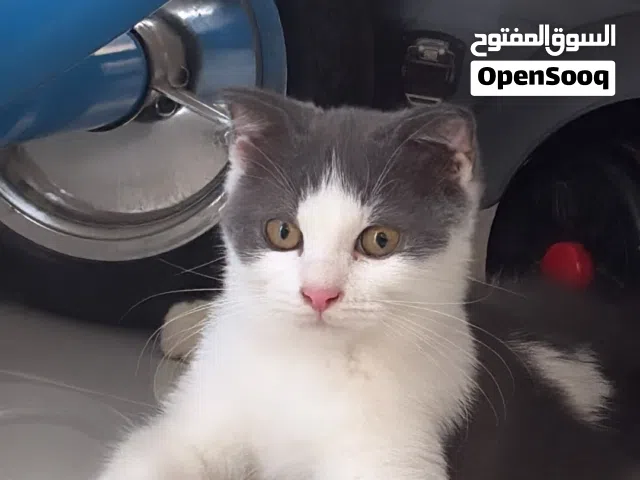 قطط بريتش & شيرازي