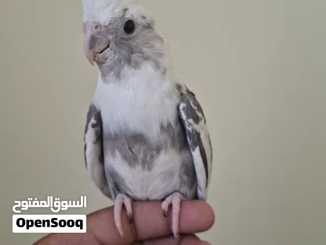 ببغاء كوكتيل وايت فيس اليف