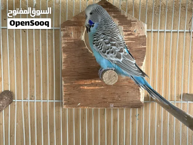 ذكر بادجي إنجلش