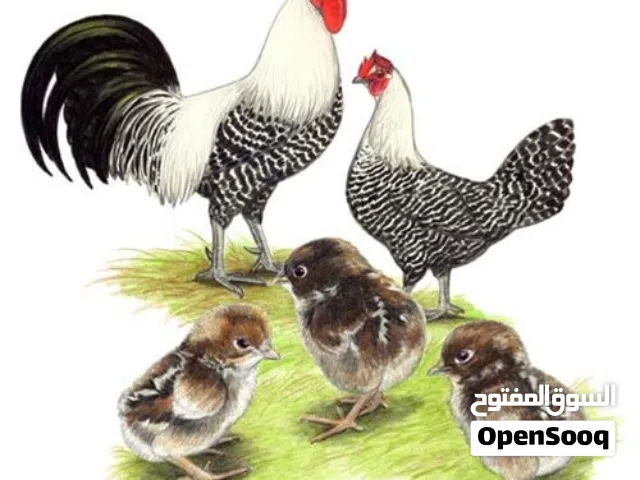 يتوفر لدينا كتاكيت الفيومي المصري الكلاسك بشكل إسبوعي