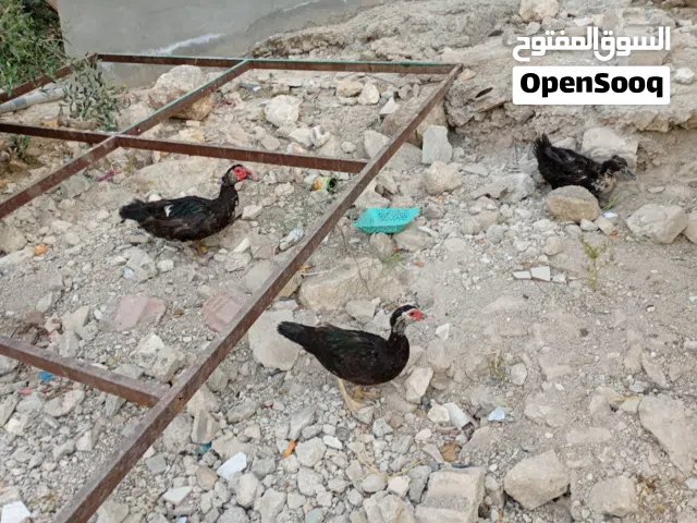 ذكر وأنثى بط بلدي عدد2 للبيع مع بيضهم