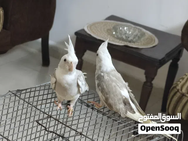 اليفات وعمرهم صغير ذكر 6 اشهر طيره  5 اشهر