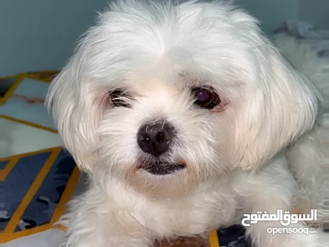 كلب : مالتيز