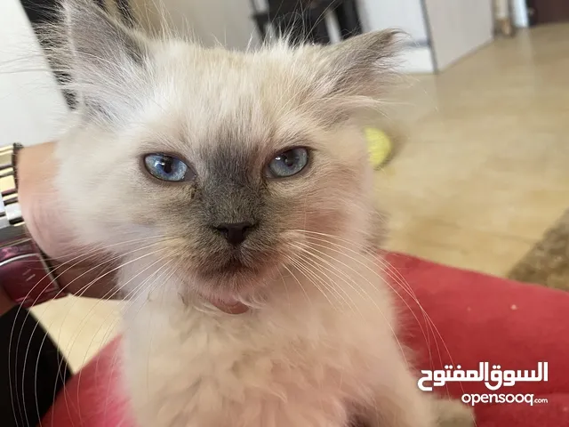 بس سكوتش فولد