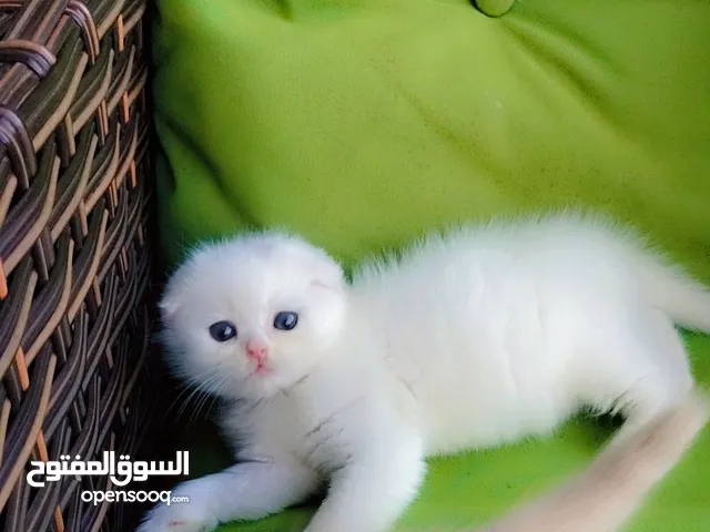 قطط كيتن سكوتش فولد للبيع عدد 3