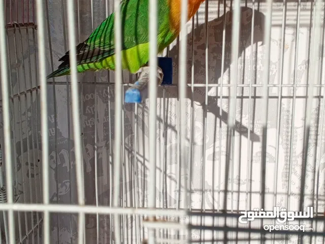 بيع ببغاء فيشر مع قفصه