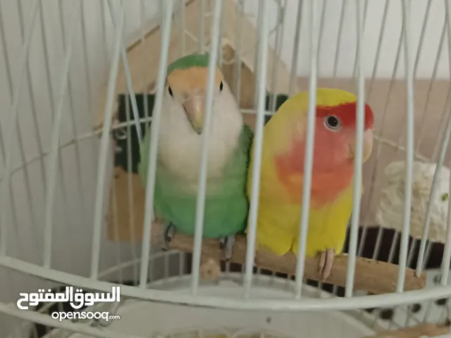 زوج لوف بيرد بالقفص 15 دينار