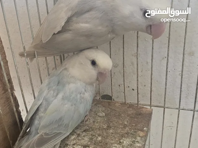 زوج لافبيرد منتج مرتين