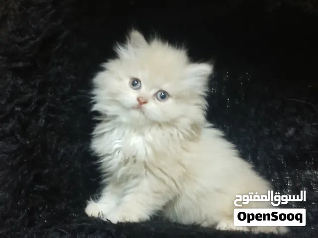 2بنات وولد