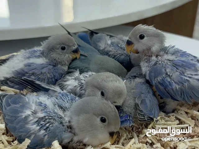 فروخ طيور حب غر اليفين