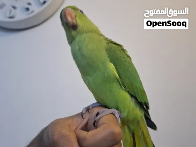 ببغاء دره هندي اليف