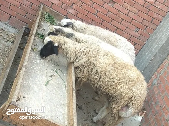 بسم الله الرحمن الرحيم الاثنين21/7/2025 متاح3دكره تربيه بيتي ع العلف والخضراء 3خرفان أعمار6و7شهور ال