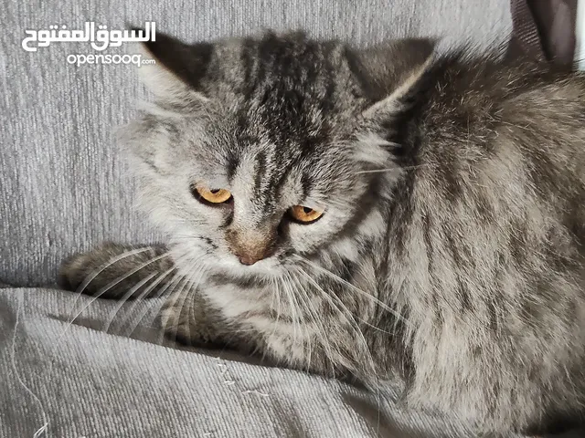 قط انجورا للتبني بدون رسوم Angora for free adoption no fees