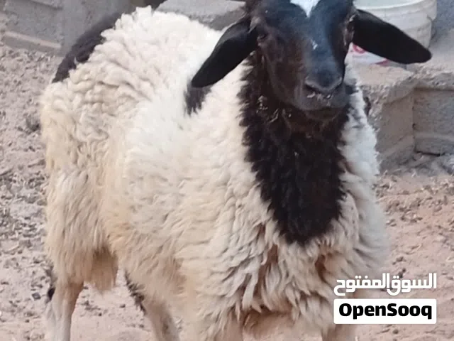 بسم الله ماشاء لا قوة الا بالله حولي عز من بيمقرس ولابيكسب حولي وطني درجة اولى العمر 5شهور للبيع