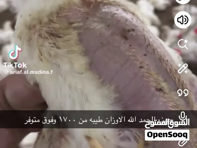 متوفر دجاج ابيض حجم كبيره ممتاز الوزن العدد 6000 الالف جاهز للبيع الاوزاان طيبه والحمد الله