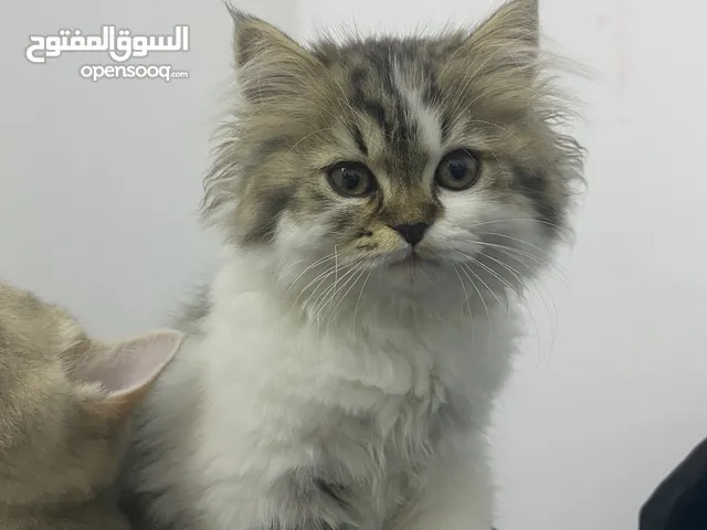 قطه شيرازي 3شهور