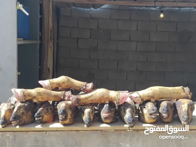 يوجد الدينا روص اليوم مشوطات صغار بي 20دينار وكبار بي 15 دينار.كورع بي 15دينار مكان ترهونة.